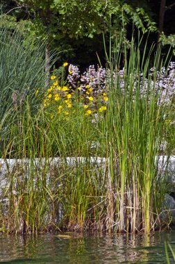 Gölet ve waterplants