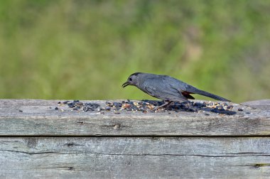 Brewer'ın karatavuk