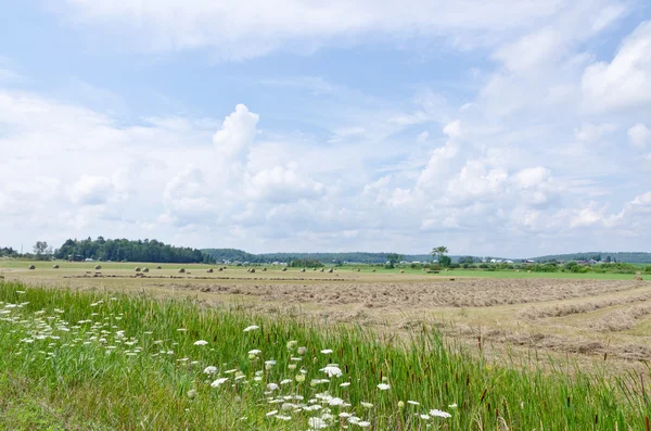 Farm field — Stock Photo, Image