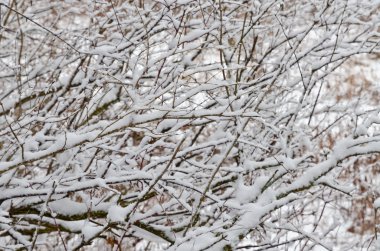 Karla kaplı ağaçlar