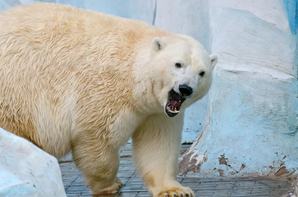 Biały niedźwiedź polarny — Zdjęcie stockowe