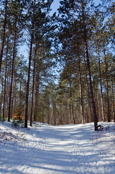 Foresta canadese — Foto Stock