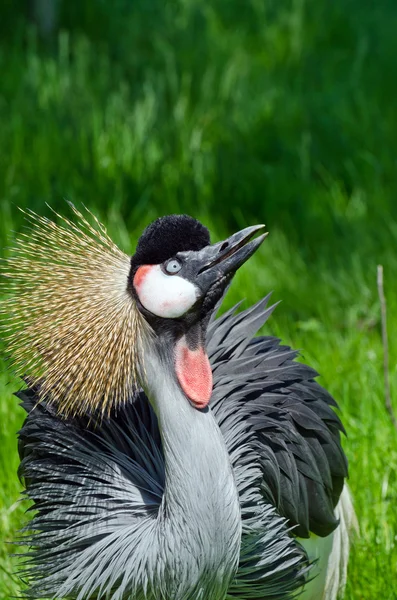 Gekroonde kraan — Stockfoto