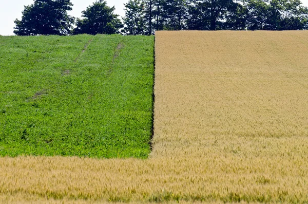 Yellow field of wheat — Stock Photo, Image