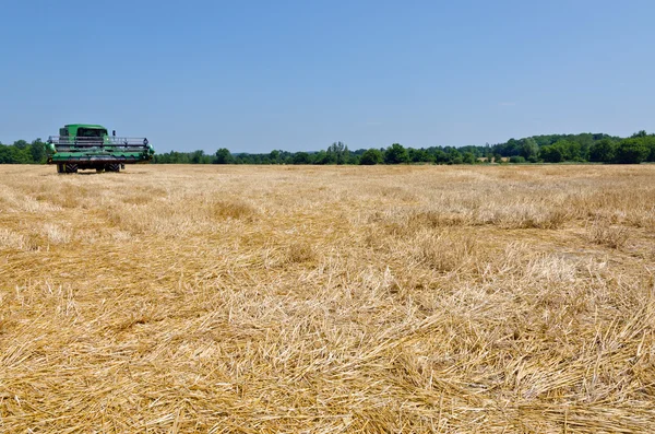 Wheat field — Stock Photo, Image