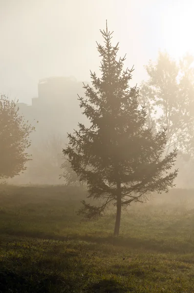 緑の芝生の上の霧 — ストック写真