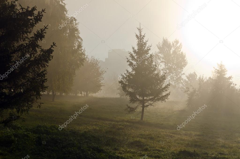 Fog above green grass