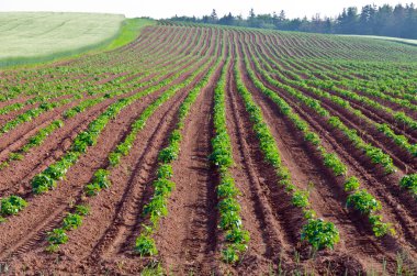 Görünüm alanları ve orman