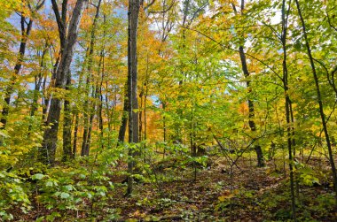 renkli ağaçlar düşüyor
