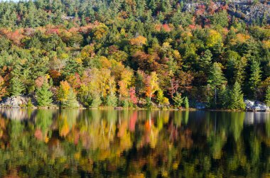 Orman göl üzerindeki gündoğumu