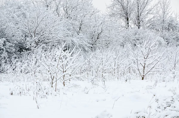 Árbol en la nieve —  Fotos de Stock