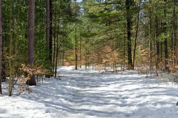 Bosque de invierno —  Fotos de Stock