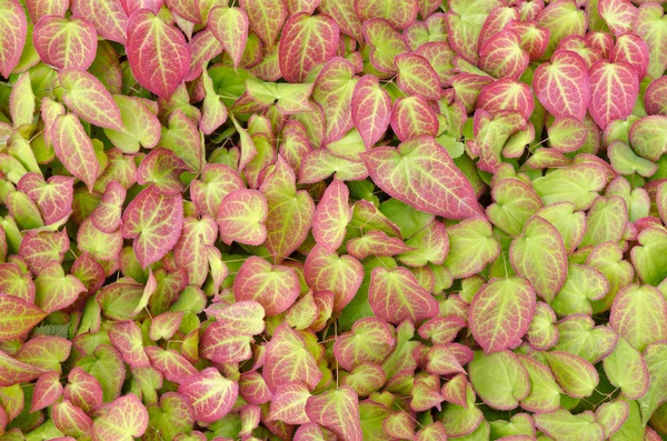 Colorfull plants — Stock Photo, Image