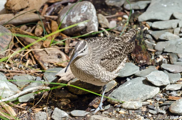 Regenbrachvogel — Stockfoto