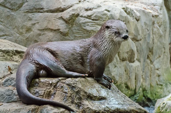 Rivier-otter — Stockfoto