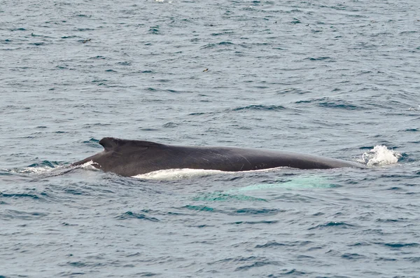 Swimming humpback whale — Stock Photo, Image