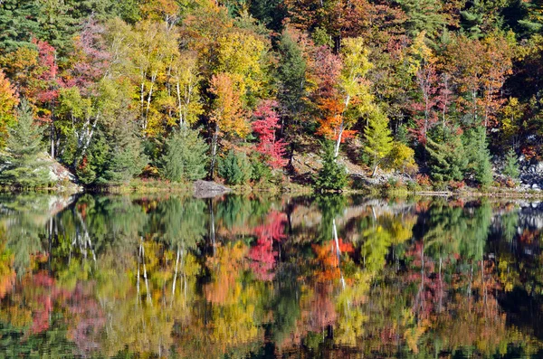 Alba sopra il lago foresta — Foto Stock