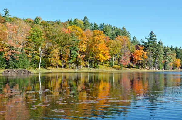 Lever de soleil au-dessus du lac forestier — Photo