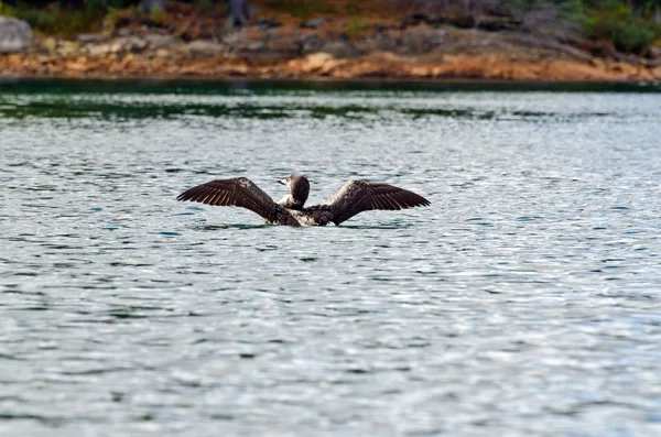 Ortak loon — Stok fotoğraf