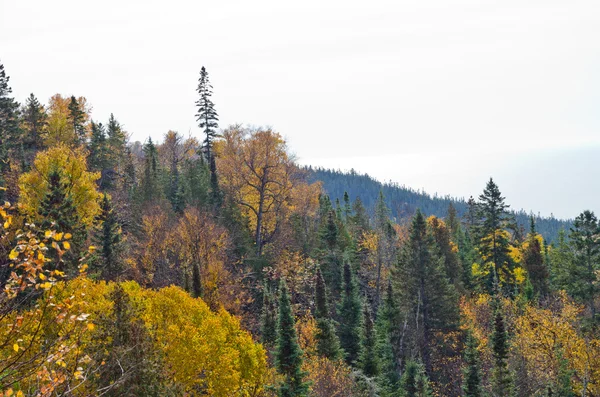 Na podzim barevné stromy — Stock fotografie