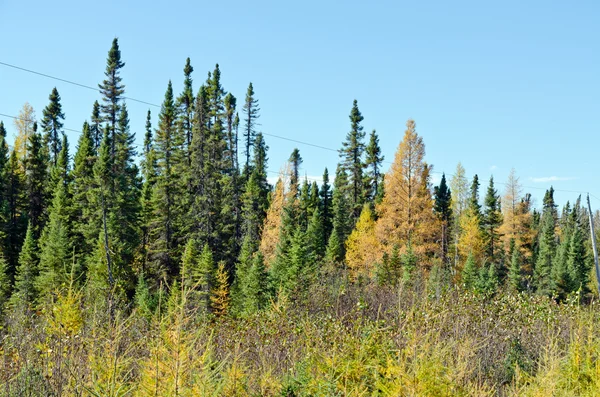 Floresta de ontário do norte — Fotografia de Stock