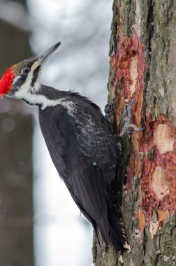 pileated ağaçkakan