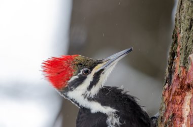 pileated ağaçkakan