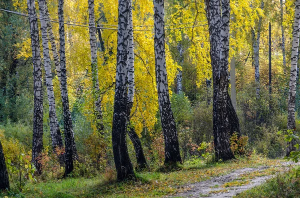 Forest in fall — Stock Photo, Image