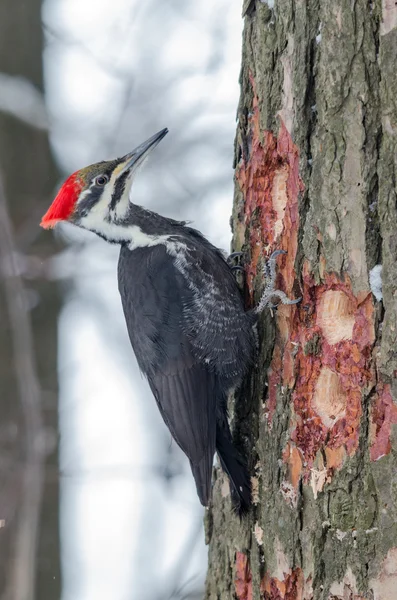 Pileated Woodpecker — Stock Photo, Image