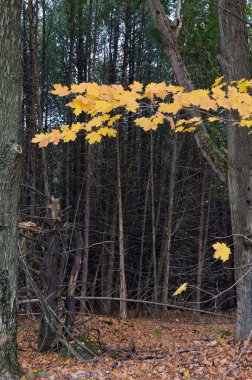 Sonbahar'ın renkli ağaçlar