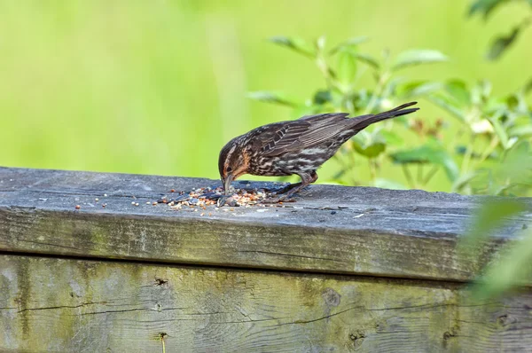 Brewer's Blackbird — Stock Photo, Image