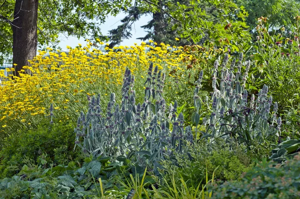 Flores de cor — Fotografia de Stock