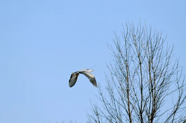 Blaureiher — Stockfoto