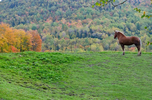 Brown horse — Stock Photo, Image