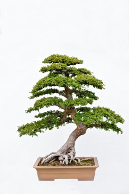 Bonsai Ağacı