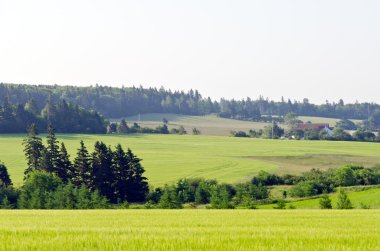 Görünüm alanları ve orman