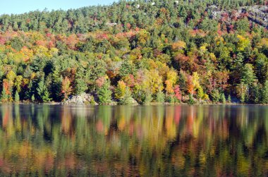 Orman göl üzerindeki gündoğumu