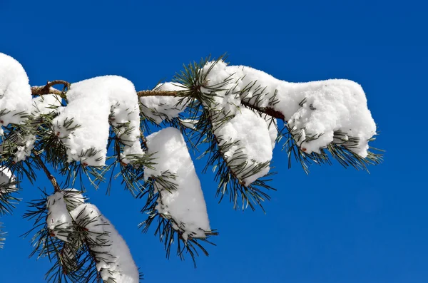 Forêt d'hiver — Photo