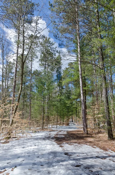 Bosque de invierno —  Fotos de Stock