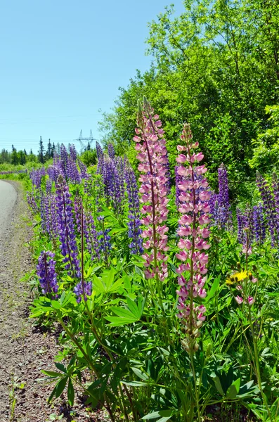 Mor ve pembe lupins — Stok fotoğraf