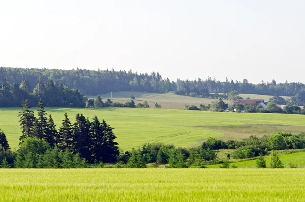 View of fields and forests — Stock Photo, Image