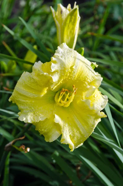 Daylily — Stok fotoğraf