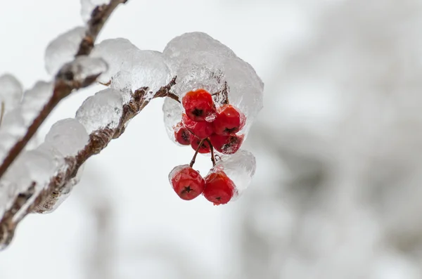 Freezing rain — Stock Photo, Image