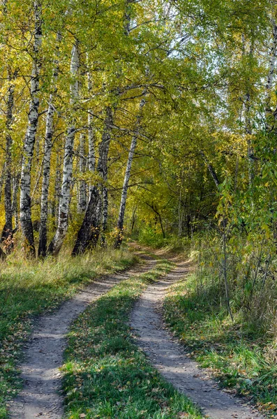 Bosque en otoño — Foto de Stock