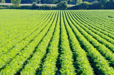 yeşil bitki üzerinde satırları