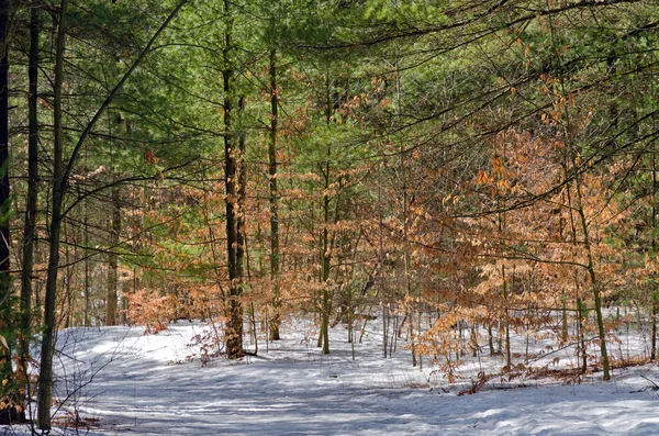 Winterbos — Stockfoto