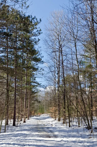 Foresta invernale — Foto Stock