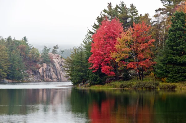 Alberi colorati — Foto Stock