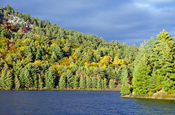 Lago forestale — Foto Stock