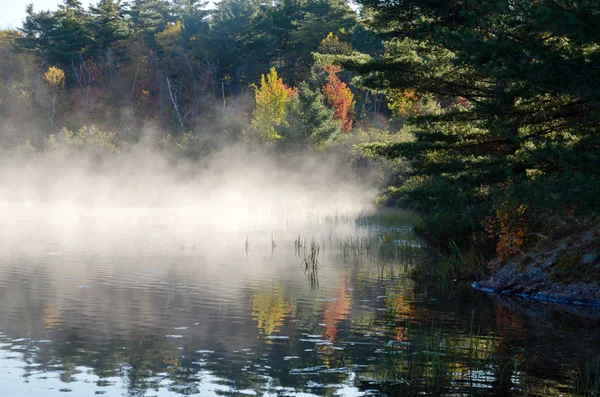 Sunrise above forest lake — Stock Photo, Image